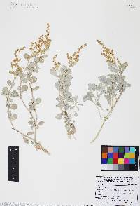 Atriplex barclayana image