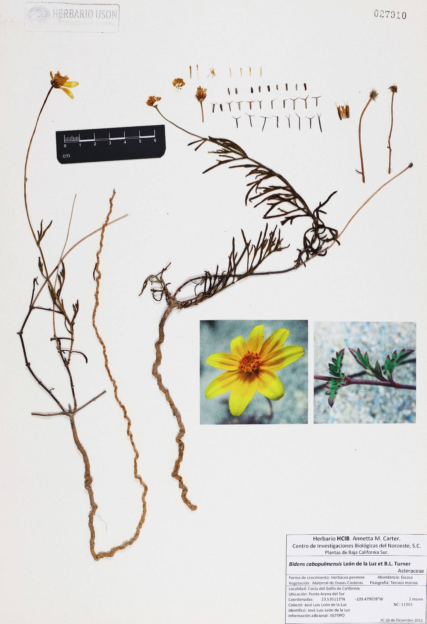 Bidens cabopulmensis image