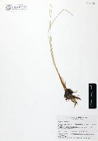 Cyperus laevigatus image