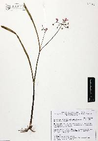 Gibasis linearis subsp. rhodantha image