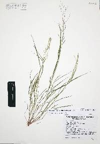 Leptochloa panicea subsp. brachiata image