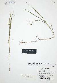 Leptochloa panicea subsp. brachiata image