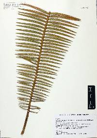 Dioon sonorense image