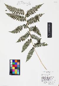 Athyrium bourgaei image