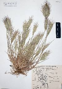 Bromus rubens image