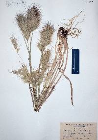 Bromus rubens image