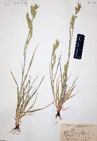 Bromus catharticus image