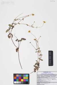 Melampodium sinuatum image