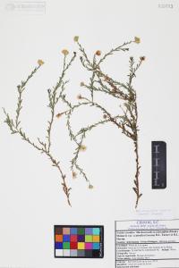 Machaeranthera scabrella image