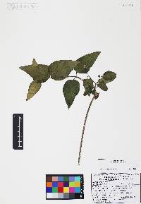 Iresine angustifolia image