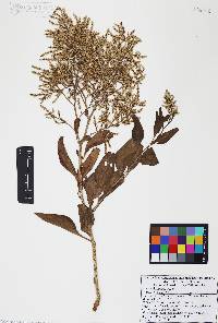Celosia floribunda image