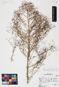 Conyza canadensis var. canadensis image