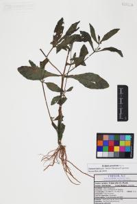 Eclipta prostrata image