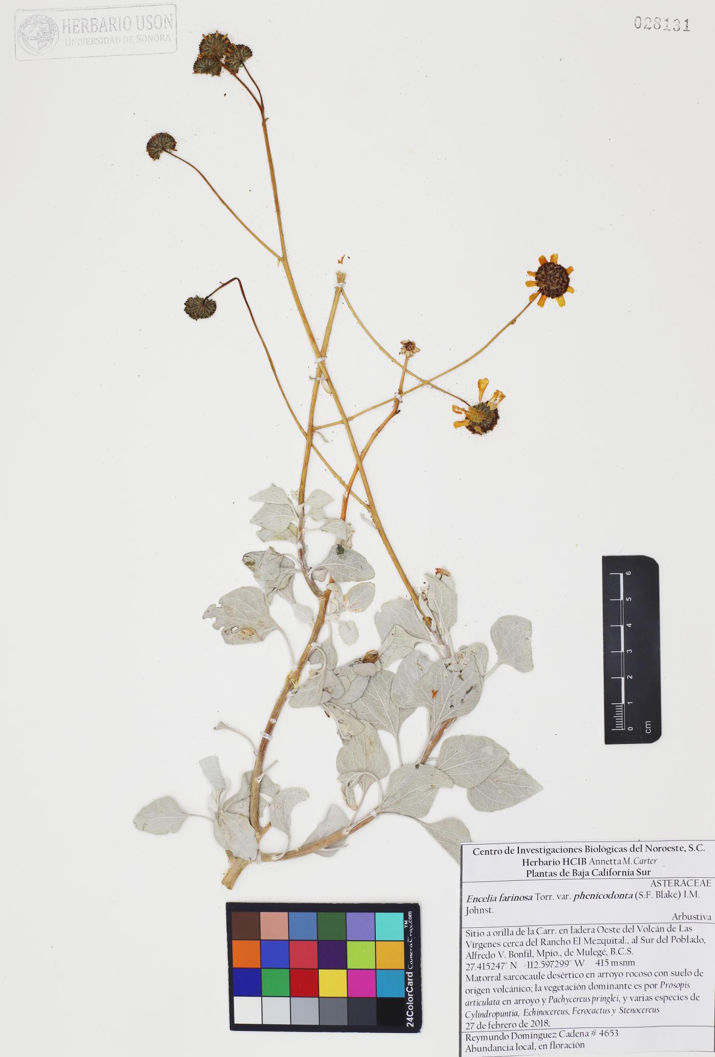 Encelia farinosa var. phenicodonta image