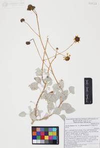 Encelia farinosa image