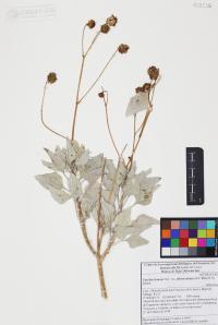 Encelia farinosa image