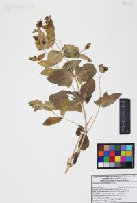 Guardiola platyphylla image