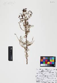 Atriplex linearis image