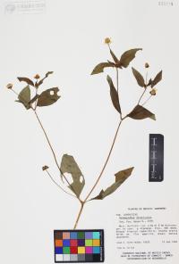Melampodium divaricatum image