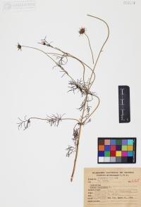 Cosmos bipinnatus image
