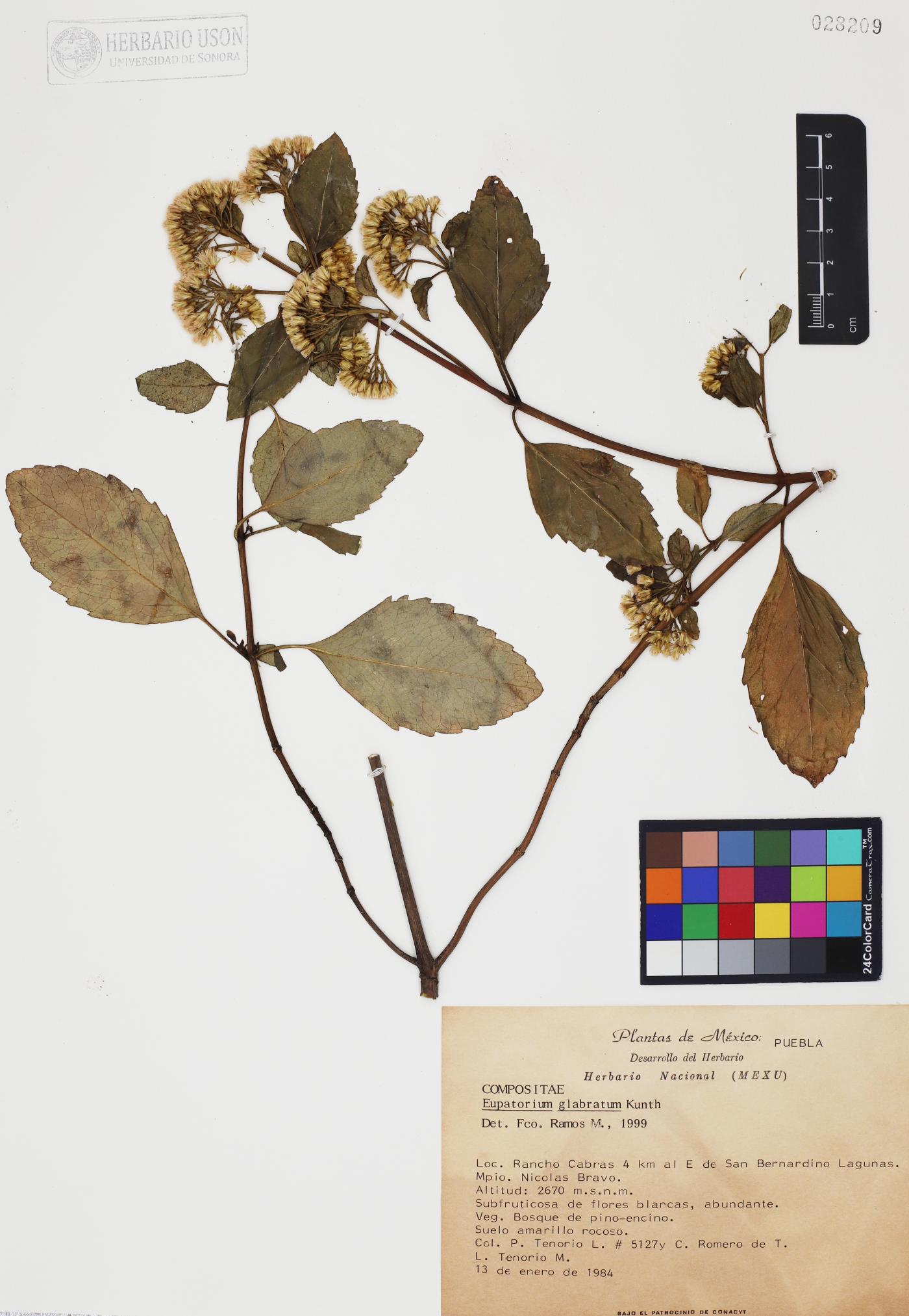 Eupatorium glabratum image