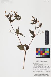 Melampodium divaricatum image