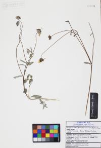 Helianthus niveus image