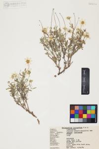 Melampodium leucanthum image