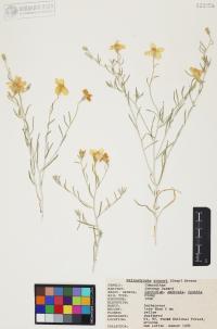 Psilostrophe cooperi image