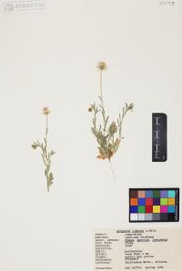 Erigeron lobatus image
