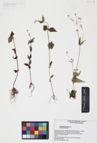 Galinsoga parviflora image