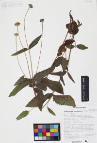 Lasianthaea podocephala image