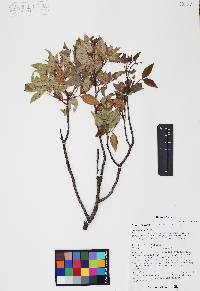 Rhus virens image