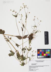 Galinsoga parviflora image