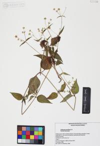 Galinsoga parviflora image