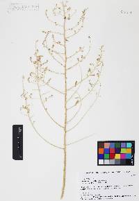 Atriplex polycarpa image