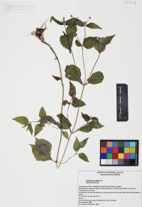 Galinsoga parviflora image