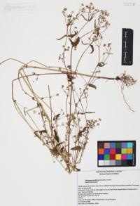 Galinsoga parviflora image
