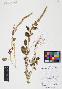 Amaranthus palmeri image