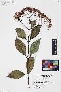 Ageratina ligustrina image