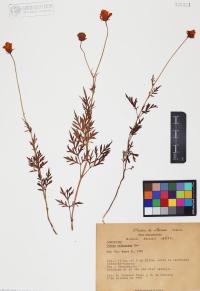 Cosmos sulphureus image