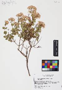 Ageratina calophylla image