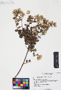 Ageratina calophylla image