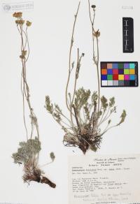 Hymenopappus filifolius var. lugens image