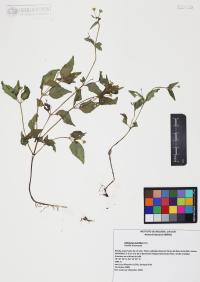 Galinsoga parviflora image