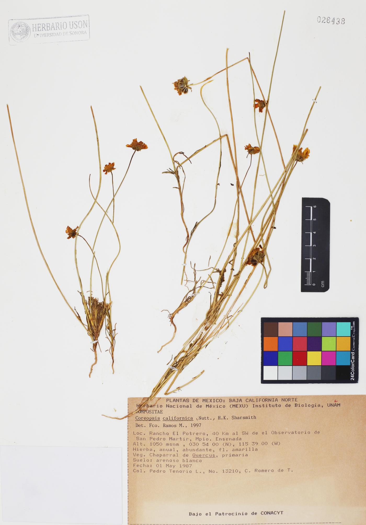 Coreopsis californica image