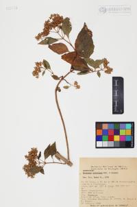 Montanoa tomentosa image