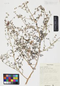 Dicoria canescens image