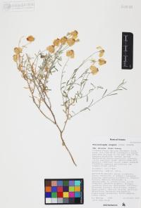 Psilostrophe cooperi image
