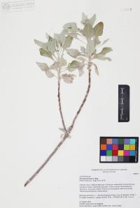 Encelia farinosa image
